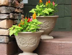 Pot Plant Pots for Sale Your Guide