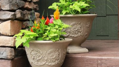 Pot plant pots for sale