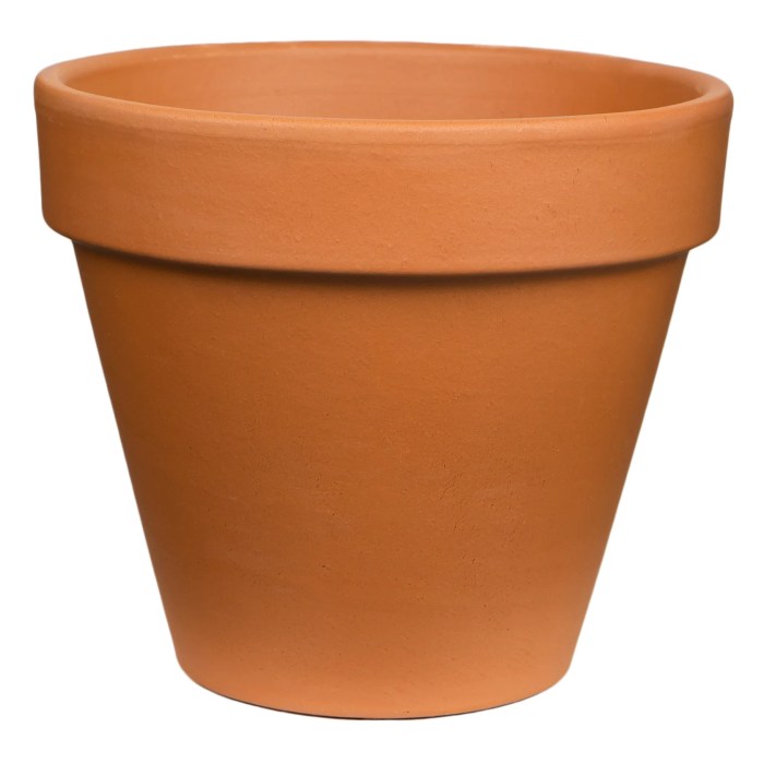 Terra cotta pot plant