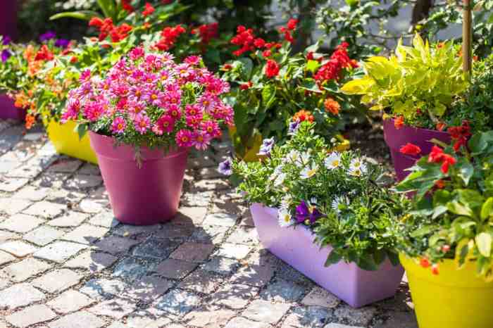 How to plant flowers in a pot