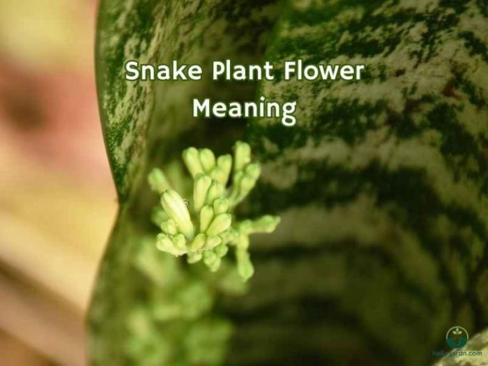 Snake plant flowering meaning