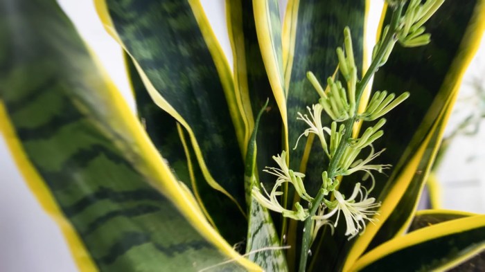 Snake plant flowering meaning