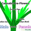 Male vs Female Pot Plant A Deep Dive