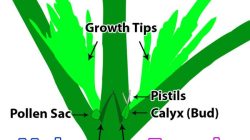 Male vs female pot plant