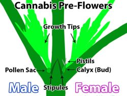 Male vs Female Pot Plant A Deep Dive