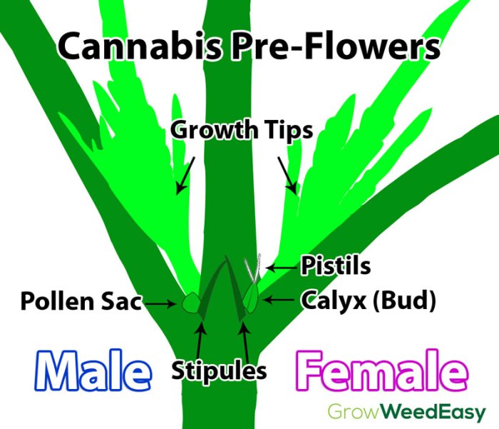 Male vs female pot plant