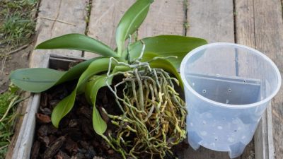 How to plant orchids in pots