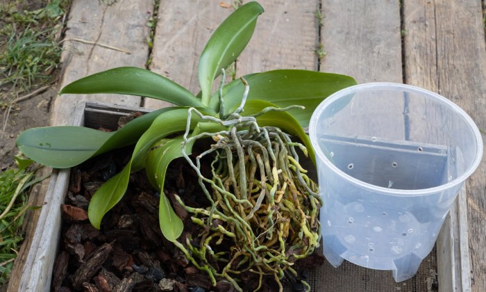 How to plant orchids in pots