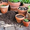 How to Plant Flowers in a Pot