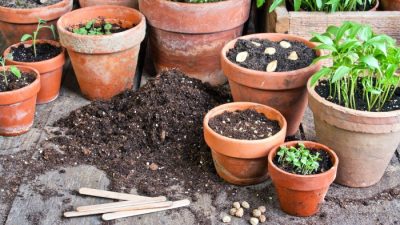 How to plant flowers in a pot