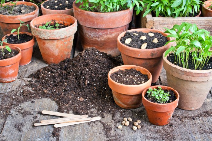 How to plant flowers in a pot