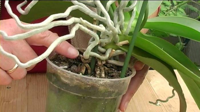 How to plant orchids in pots