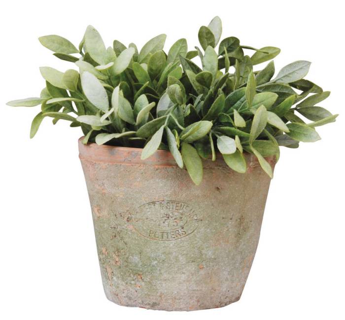 Terracotta pots plant things using use must when do possible few need them know way there next