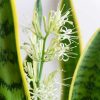 Snake Plant Flowering Meaning A Rare Bloom