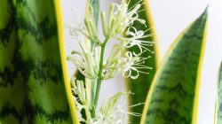 Snake plant flowering meaning