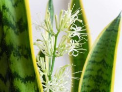 Snake Plant Flowering Meaning A Rare Bloom