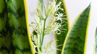 Snake plant flowering meaning