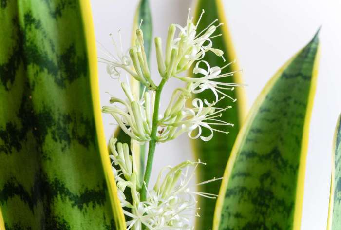 Snake plant flowering meaning