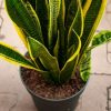 Snake Plant Potting Soil Guide