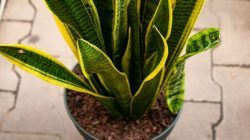 Snake Plant Potting Soil Guide