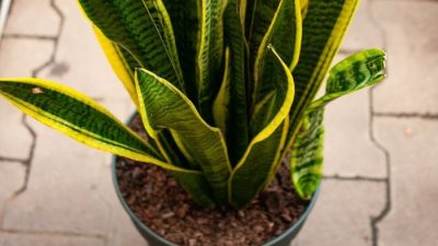 Snake plant potting soil