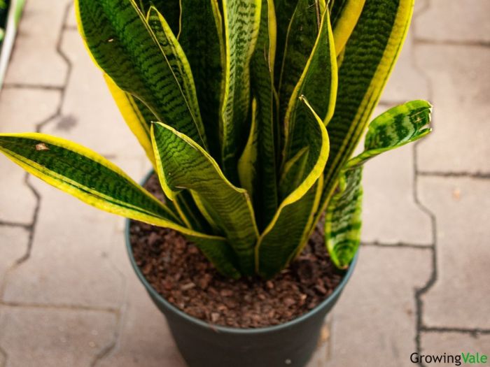 Snake plant potting soil