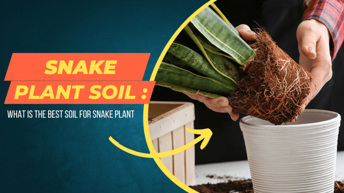 Snake plant potting soil